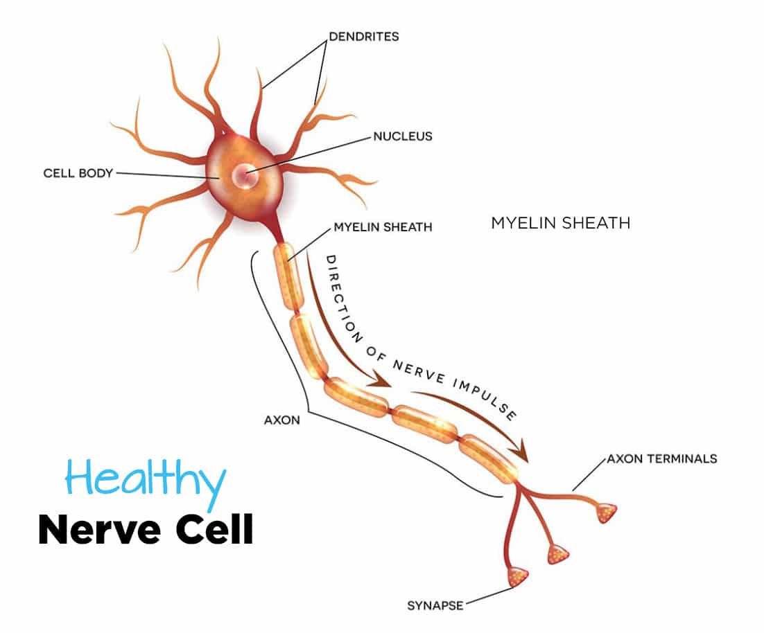healthy-nerve-cell-infographic-1